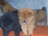 CHOW-CHOW & SHARPEI,á partir de R$100 MENSAIS