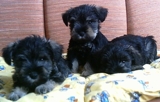 Filhotes de Schnauzer Sal e Pimenta, Schnauzer Branco, Maltes, Yorkshire e em breve Shi Tzu.