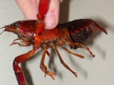 Langostinos de Agua Dulce