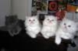 Kittens_thumb