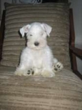 Canil Especializado em Schnauzer Mini Todas as Cores/Zona Sul RJ