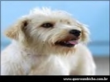 Doa-se linda Poodle !!!