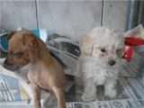 CANIL DOG'S VALENT'S-VARIEDADES EM FILHOTES.