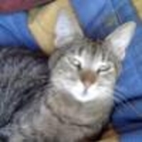 REGALO GATOS DE 6 MESE ESTERILIZADOS