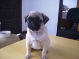 Pug/Filhotes 1.300,00
