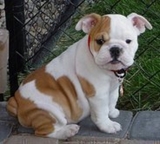 kate es una manifico bulldog ingles para tu y ninos...