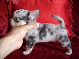 Chihuahuas, Yorkshires y Maltés