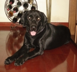 Procura-se uma fêmea da raça labrador