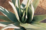 CONHECE O POTENCIAL DO ALOE-VERA?