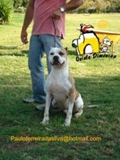 Pitbull grande porte