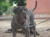 PROCURA-SE UMA CADELA, DA RAÇA MASTINO NAPOLETANO CHAMADA BEPA