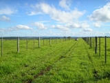 AVARÉ / SP - FAZENDA P/ PECUÁRIA C/ EXCELENTE PREÇO - LOCALIZAÇÃO - RICA EM ÁGUA - TERRA VERMELHA, ETC...