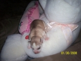 AKC SIBERIAN HUSKY PUPPIES