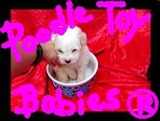 *** ESPECIALIZADO EM POODLES *** VERDADEIROS BIBELOS  ***