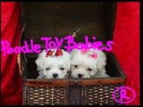 ***** ESPECIALIZADO EM POODLES *** VERDADEIROS BIBELOS  ***