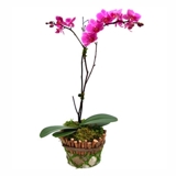 Venda de flores via internet  - Flor-S ® Franquia 