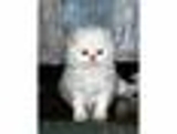 Gatinhos atraentes de venda 