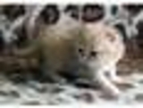 Gatinhos atraentes de venda - La Romana - La Romana