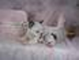 Excellent chihuhua puppies for Adoption - Portland - Port Antonio