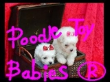 *** POODLE MICRO E POODLE TOY ** VERDADEIROS BIBELOS ***