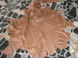 Couro de avestruz a R$ 200 - Paraíba