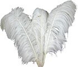 Plumas de avestruz - Paraíba
