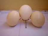 Ovos de avestruz - Paraíba