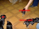 yorkie