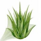 Empresario Busca Distribuidores Aloe Vera