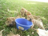 VENDO CACHORROS SHAR PEI MACHOS llamar 6661-7522