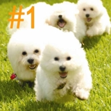 Xbailler_internet_thumb