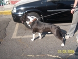 Se Alquila Semental Amstaff