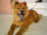 "QUIERO NOVIA CHOW CHOW"