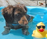 sweet dachshund puppy for good rehoming care of for you