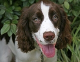 cut cavelia king charlse puppy for good rehoming