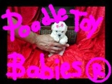 *** POODLE MICRO E POODLE TOY ** VERDADEIROS BIBELOS ***