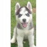 Venta de Cachorros de Lobo Siberiano no puros