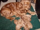 SE VENDEN COCKER SPANIELS $200 O MEJOR OFERTA