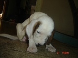 VENDO PERRA BASSET HOUND 100% PURA