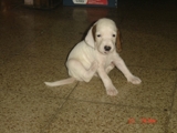 VENDO PERRA BASSET HOUND 100% PURA - Managua - Managua