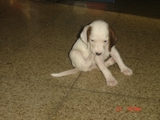 VENDO PERRA BASSET HOUND 100% PURA - Managua - Managua