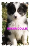 VENDO HERMOS CACHORROS BORDER COLLIE 100% PUROS