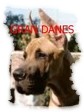 VENDO HERMOS CACHORROS GRAN DANES O DOGO ALEMAN
