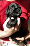 vendo ninhada cães de água portugueses