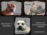 American Staffordshire Terrier