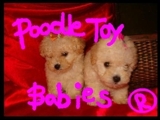 *** POODLE MICRO E POODLE TOY *** VERDADEIROS BIBELOS *****