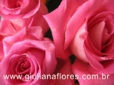 Loucuras de amor e telemensagem