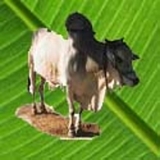 Gomutra