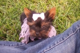 Bonita taza de té yokies cachorros en adopción