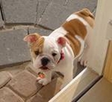 Adorable cachorro bulldog para su aprobación.  - Córdoba - Montería